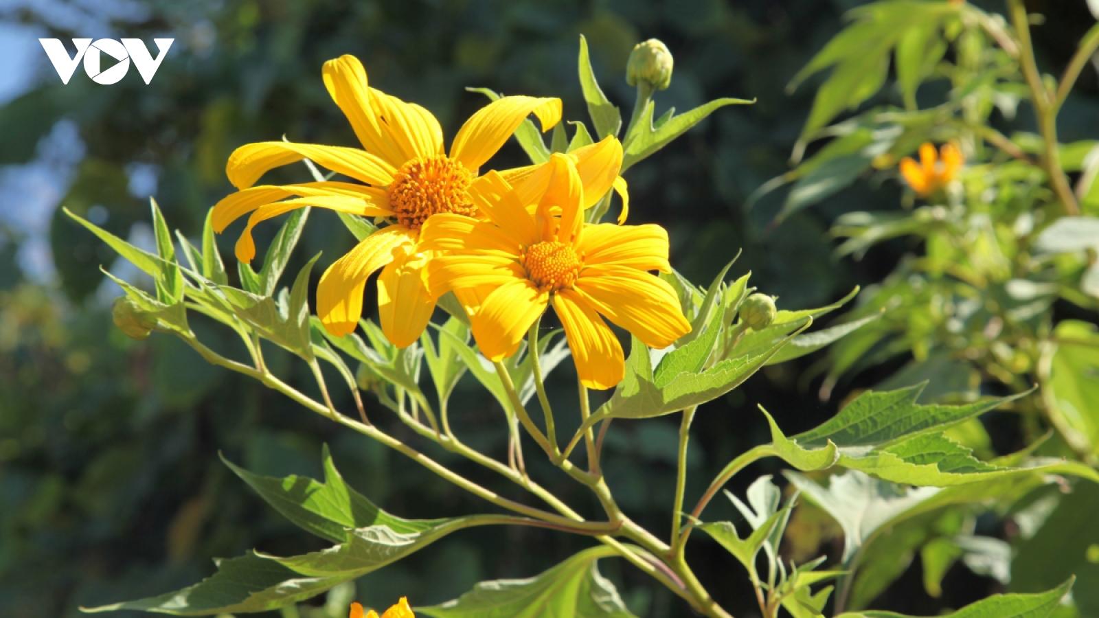 Wild sunflowers paint Dien Bien province bright yellow